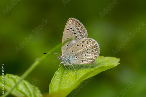 Wallpaper Mural close up of a beautiful white moth perched on a weed. Torontodigital.ca