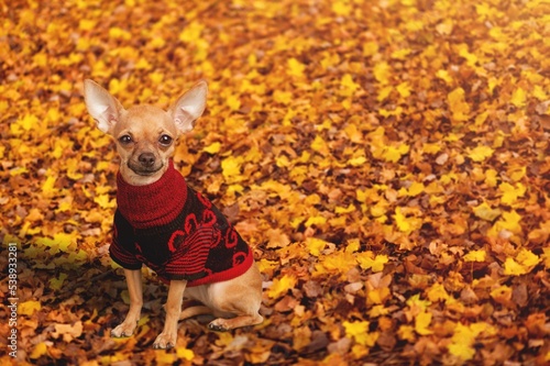 Happy domestic dog walking in autumn park