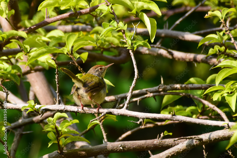 sparrow on a branch sparrow on a branch