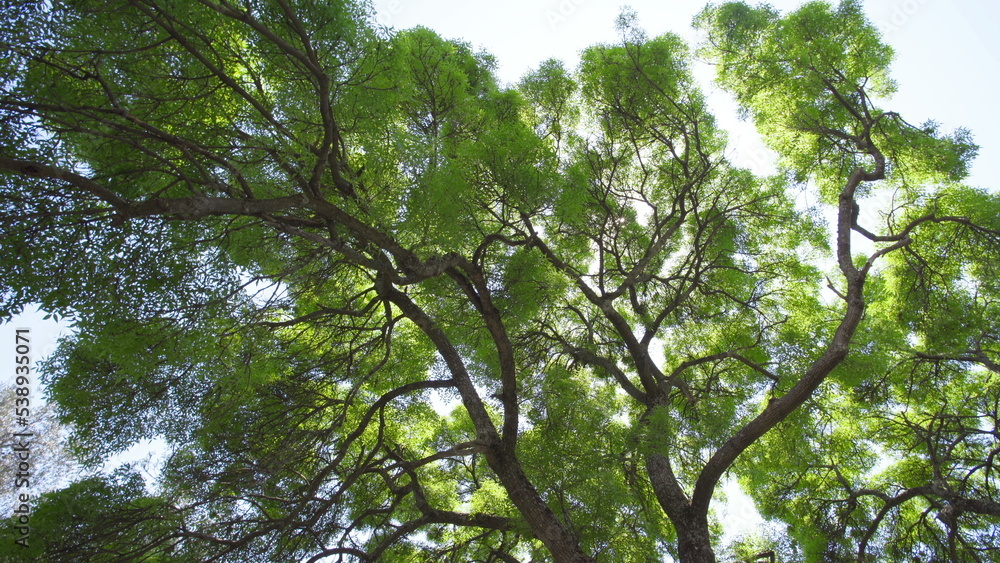 Fototapeta premium Crown of tree against the background of the sky covered with thin cloudy shroud