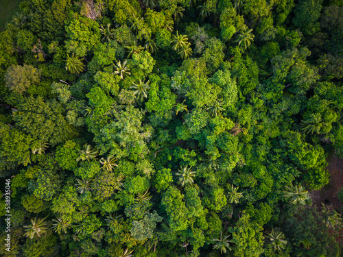 Aerial view mountain tropical rainforest with green various tree © themorningglory