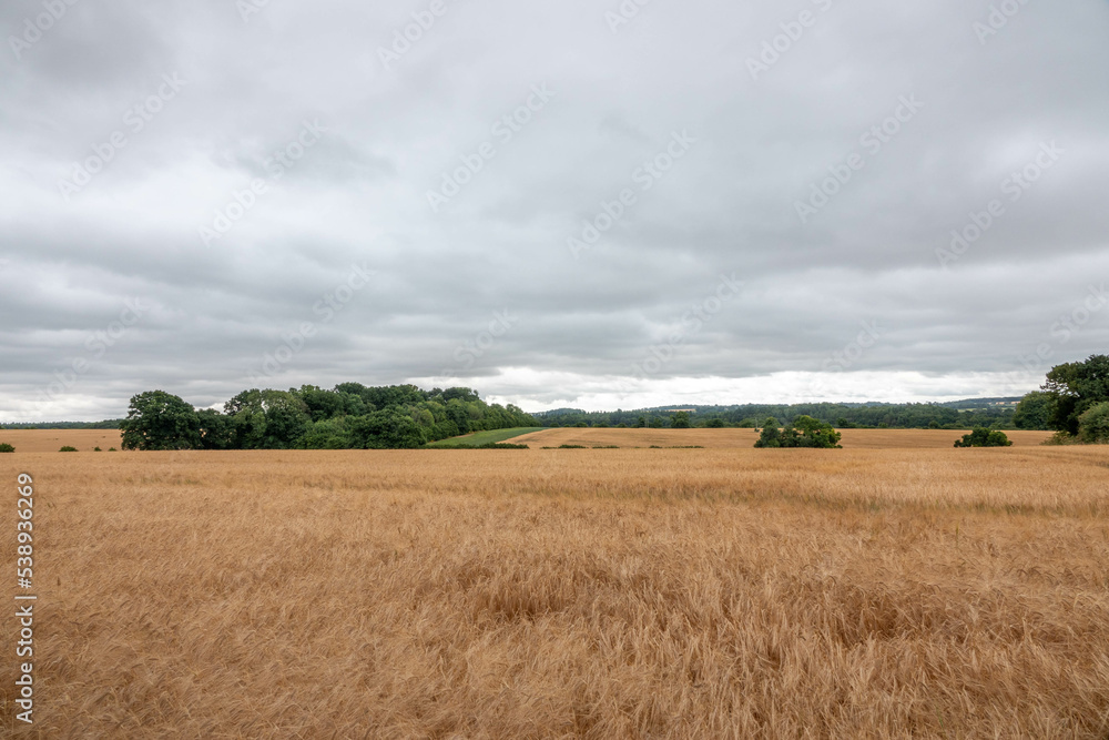 field of golden barley with stormy summer sky in the background	