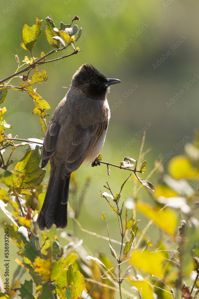 Fototapeta premium Bulbul tricolore,. Pycnonotus tricolor, Dark capped Bulbul