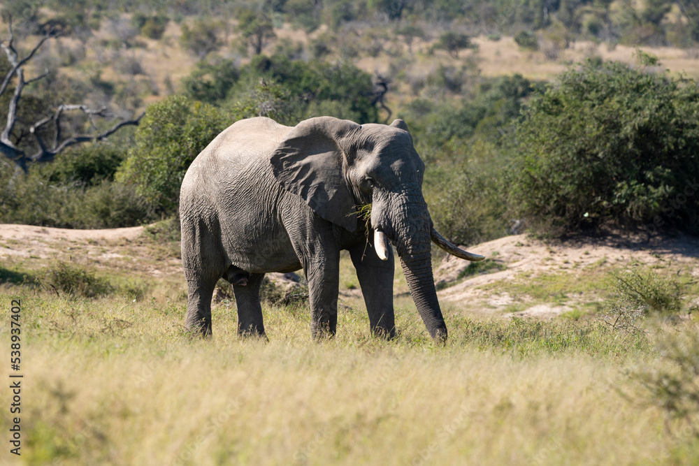 Obraz premium Éléphant d'Afrique, Loxodonta africana, Parc national Kruger, Afrique du Sud