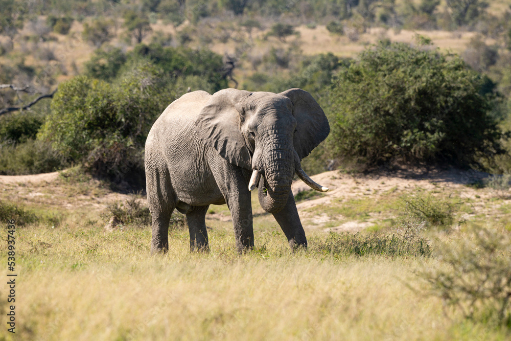 Fototapeta premium Éléphant d'Afrique, Loxodonta africana, Parc national Kruger, Afrique du Sud