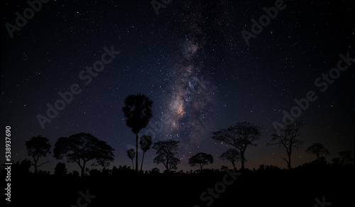 Milky way with stars silhouette tree in africa.Tree silhouetted against a setting sun.Dark tree on open field dramatic blue night.Typical african night with acacia trees in Masai Mara Kenya.