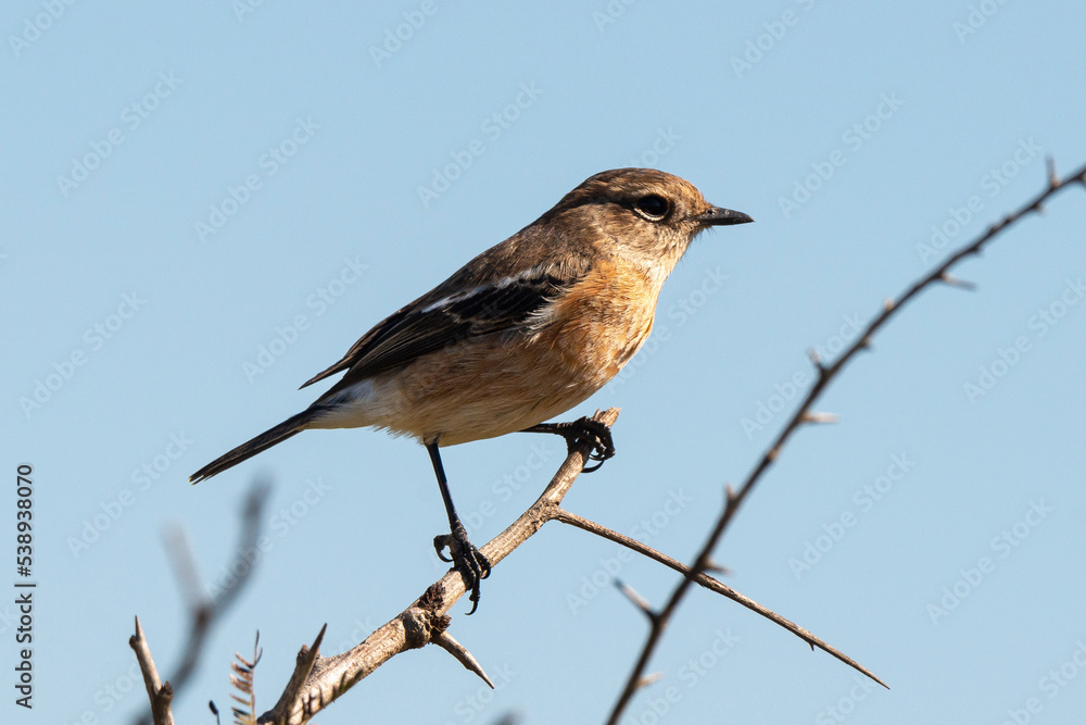 Tarier pâtre, Traquet pâtre, Saxicola rubicola, European Stonechat, femelle Tarier pâtre, Traquet pâtre, Saxicola rubicola, European Stonechat, femelle