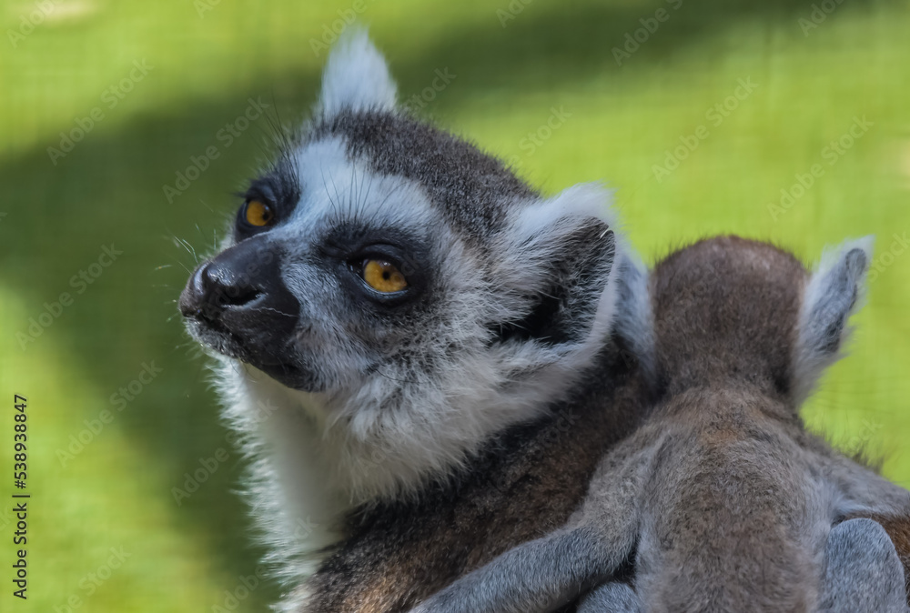 Ring tailed Lemur catta baby in a zoo