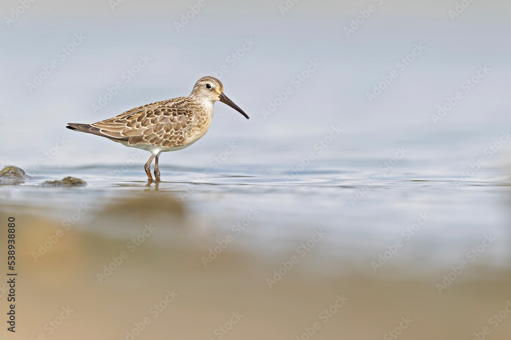 A first calendar year curlew sandpiper (Calidris ferruginea) foraging during fall migration at a lake. A first calendar year curlew sandpiper (Calidris ferruginea) foraging during fall migration at a lake.