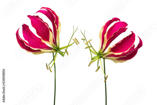 Two blooming gloriosa, glory lilies at a white background photo