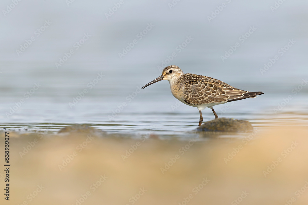 A first calendar year curlew sandpiper (Calidris ferruginea) foraging during fall migration at a lake. A first calendar year curlew sandpiper (Calidris ferruginea) foraging during fall migration at a lake.