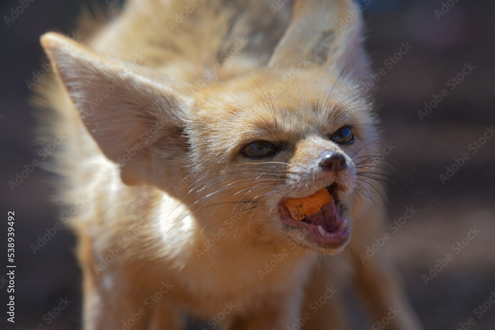 Obraz premium Fennec fox or desert fox baby closeup portrait