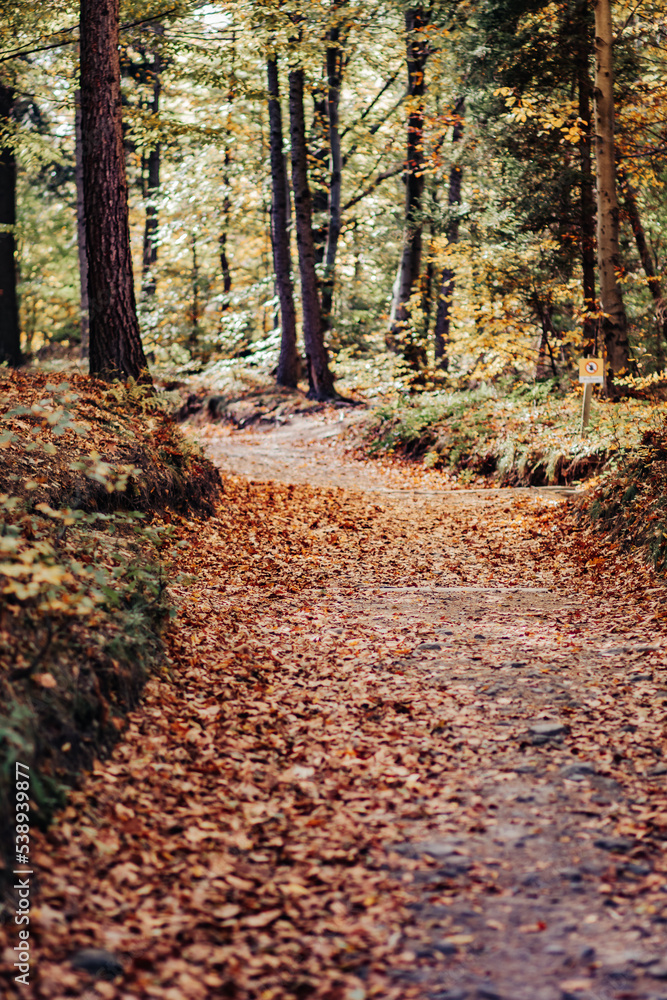 Jesień w lesie - obrazy, fototapety, plakaty 