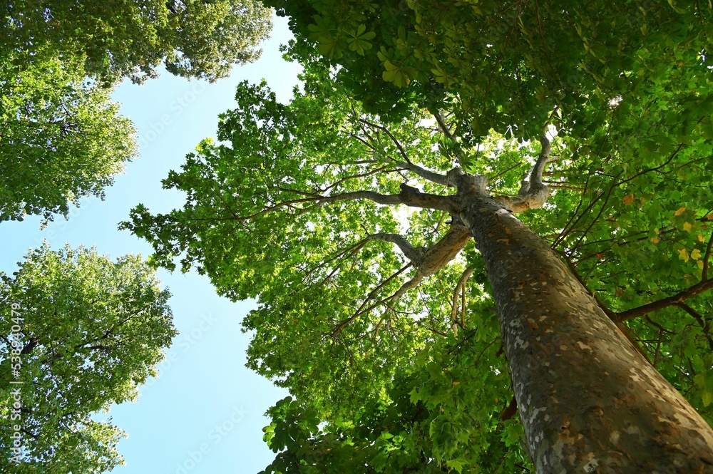 Obraz premium Low-angle shot of green trees against the background of the blue sky.