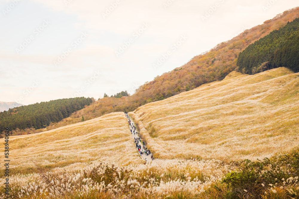 Autumn at Sengokuhara Pampas Grass Fields