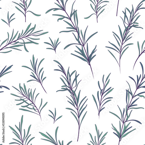 Fototapeta Naklejka Na Ścianę i Meble -  Vector seamless pattern with illustration of rosemary isolated on white. For fabric design, textile, essential oil design, wrapping paper decoration.
