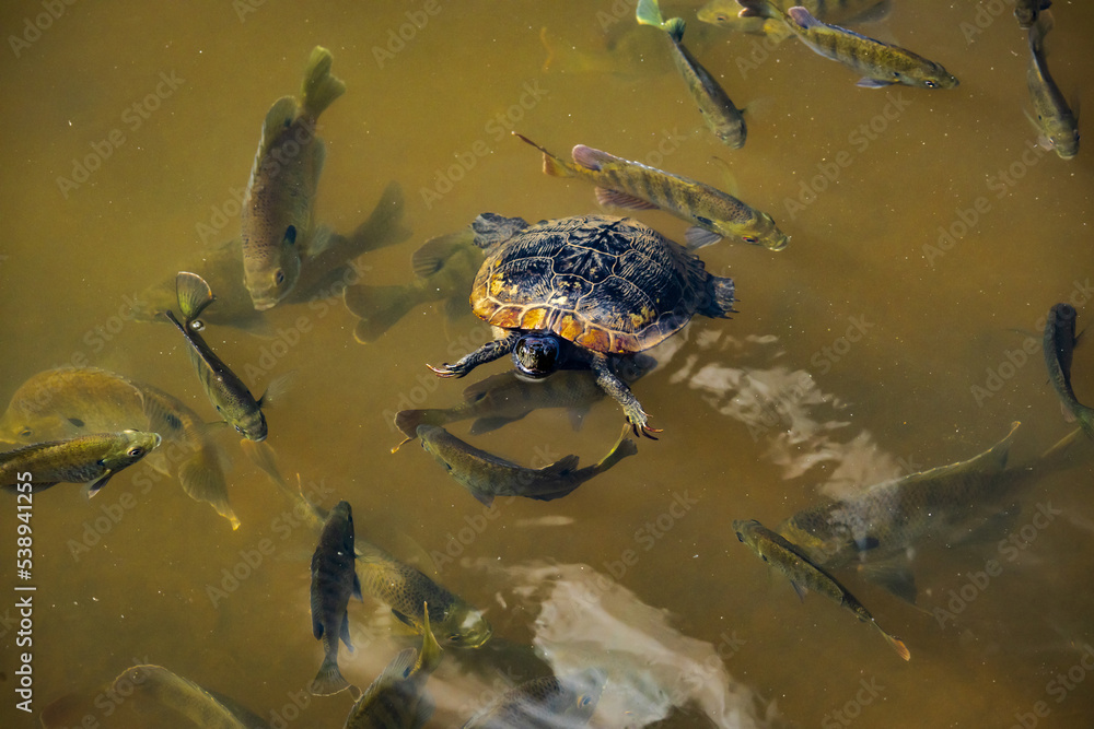 Fototapeta premium Pond Slider turtles swimming with fish in a pond in Pine Mountain Georgia.