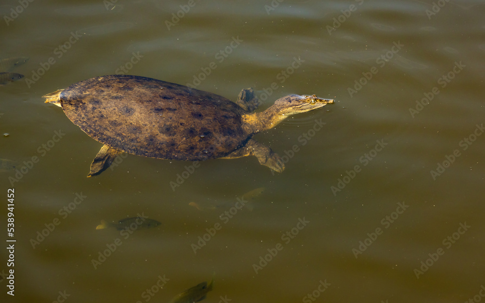 Obraz premium Florida Soft Shelled turtle swimming in a pond in Pine Mountain Georgia.