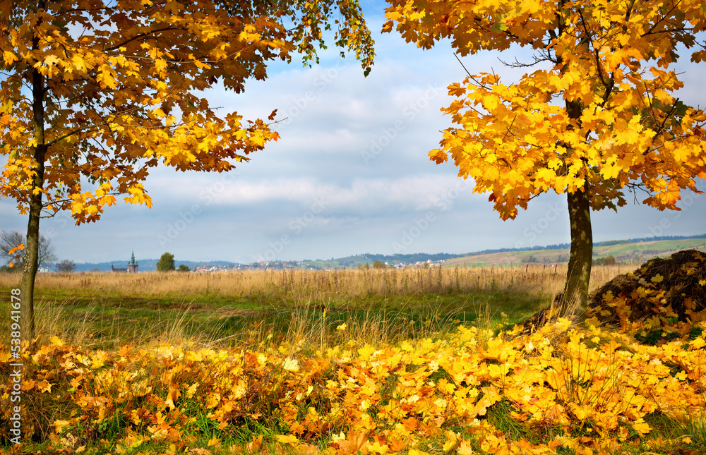 Yellow autumn leaves on and under maple trees Yellow autumn leaves on and under maple trees