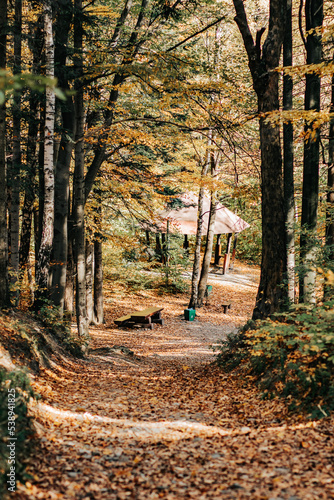 Fototapeta Naklejka Na Ścianę i Meble -  Jesień w lesie