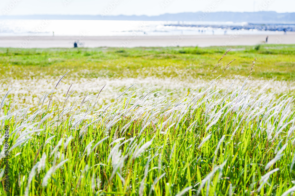 Obraz premium 草地 が広がる 草原 【 はらっぱ の イメージ 】