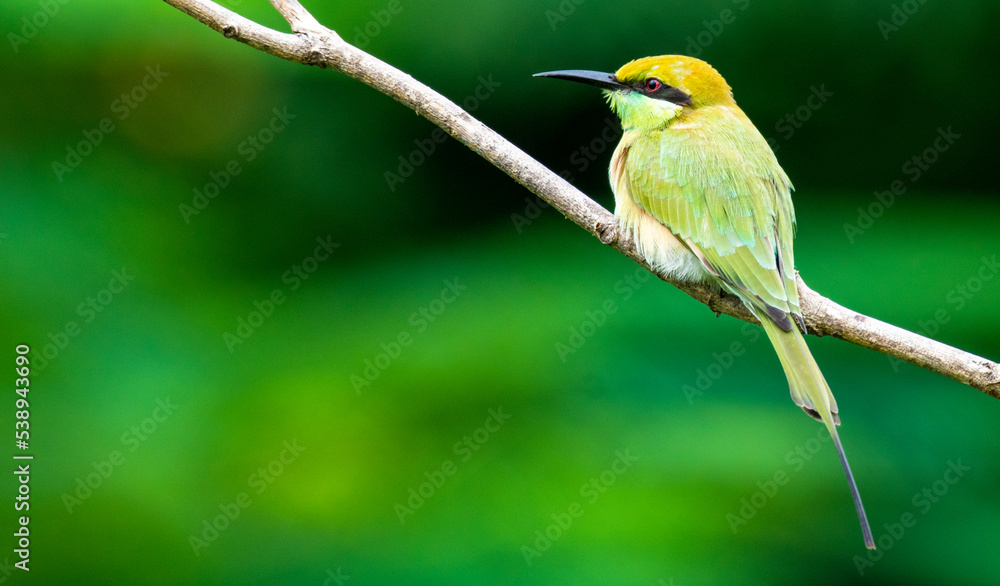 Fototapeta premium Green bee eater bird perched on a branch