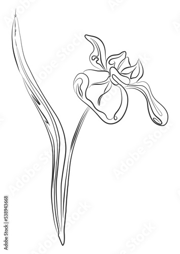 Line drawing iris flower. Plant with leaves one line illustration. Minimalist black sketch prints. Floral png.