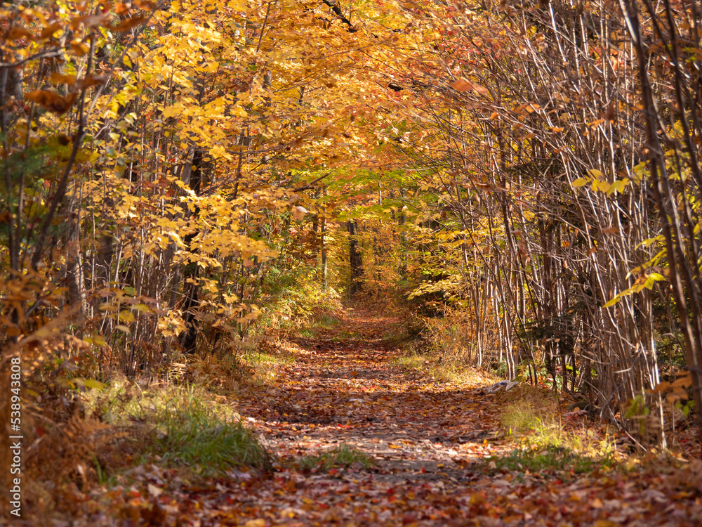 Obraz premium path in autumn forest