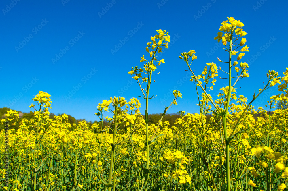 Raps im Sommer Raps im Sommer