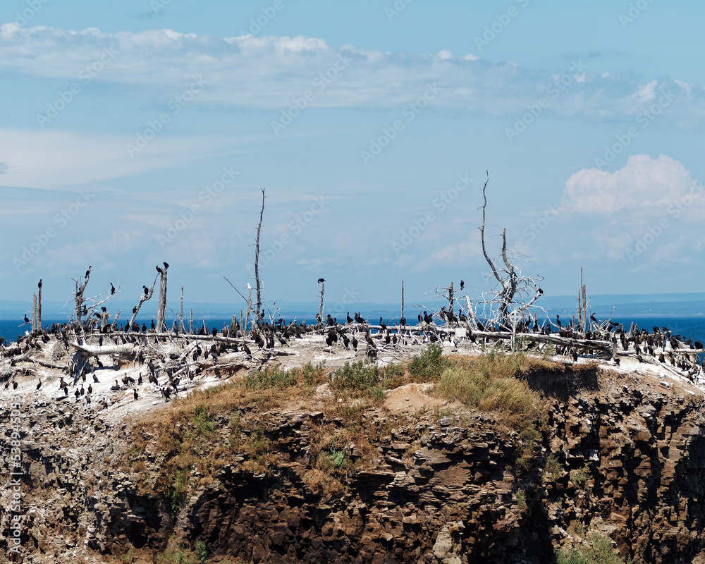 Environmental damage caused by a cormorant colony showing dead tree and desolate rock.