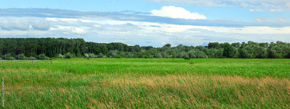 Green field on the background of the forest under the blue sky. Summer landscape. beautiful summer background