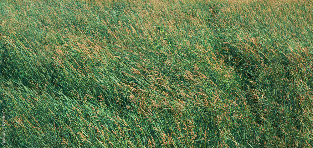 Green grass full screen as a background for the image. Tall grass texture Green grass full screen as a background for the image. Tall grass texture