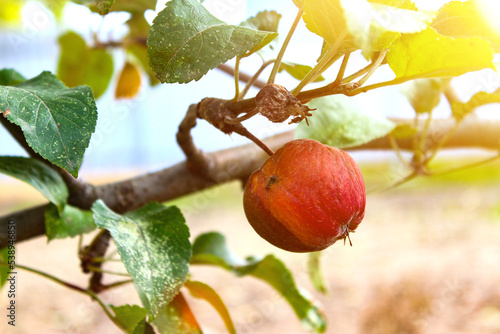 Rotten apple on a branch. Spoiled apple crop. Fruits infected with apple monilia fructigena. photo