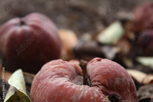 Rotten apples on the ground. Spoiled apple crop. Fruits infected with apple monilia fructigena. photo