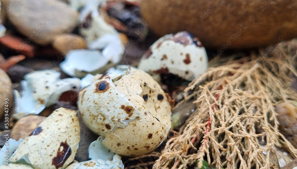 Obraz premium Broken quail eggs on the street in the stones. Quail egg shell. Broken eggs.