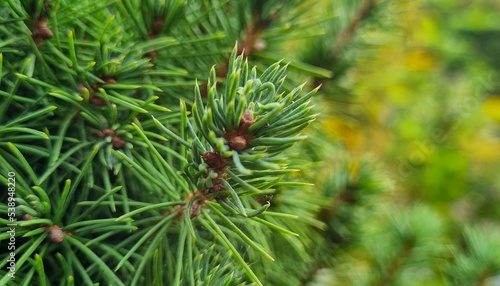 Green branches of a coniferous tree.