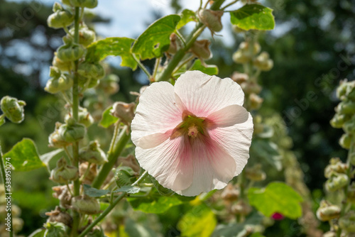 pretty pink flower of the Hollyhock photo