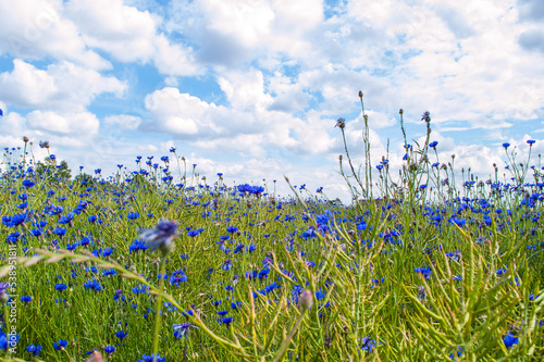 Kornblumenblau
