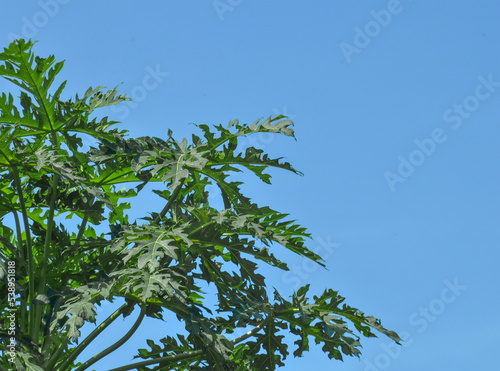 young papaya tree with fresh leaves on blue sky background. green leaves 