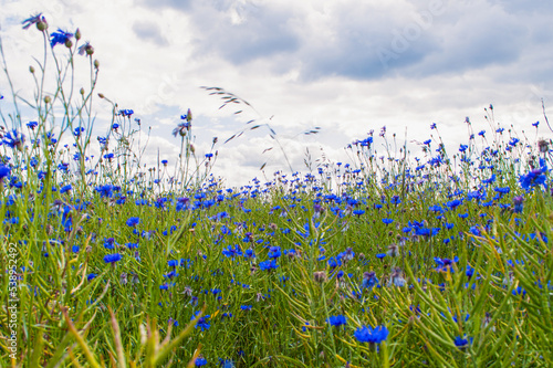 Kornblumen auf dem Feld