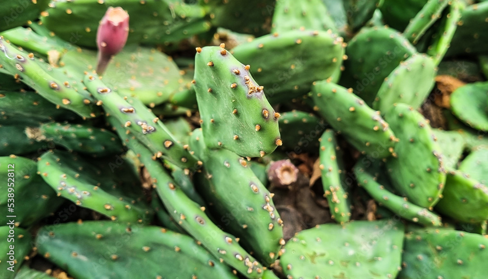 Cactus prickly pear macro. Selective focus. Cactus prickly pear macro. Selective focus.