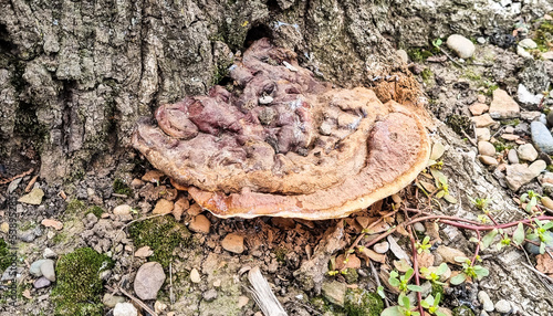 Mushrooms are based on a tree trunk.