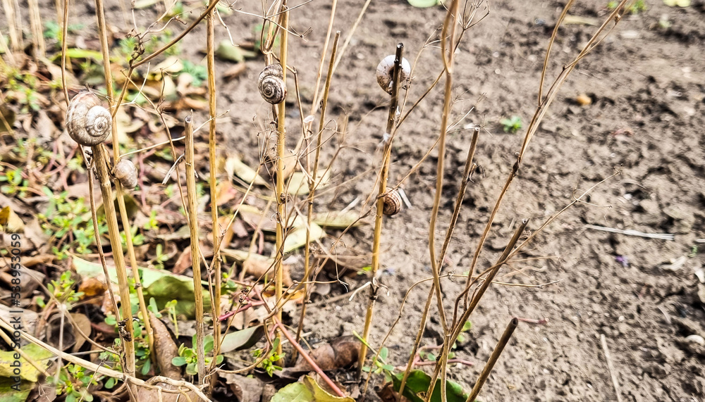 Dry dill bushes with snails growing in the garden close-up. Defocused soil in the background. Dry dill bushes with snails growing in the garden close-up. Defocused soil in the background.