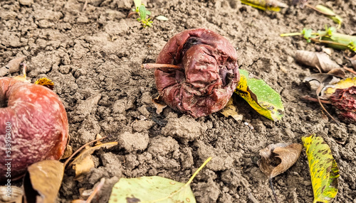 Rotten apples on the ground. Spoiled apple crop. Fruits infected with apple monilia fructigena.