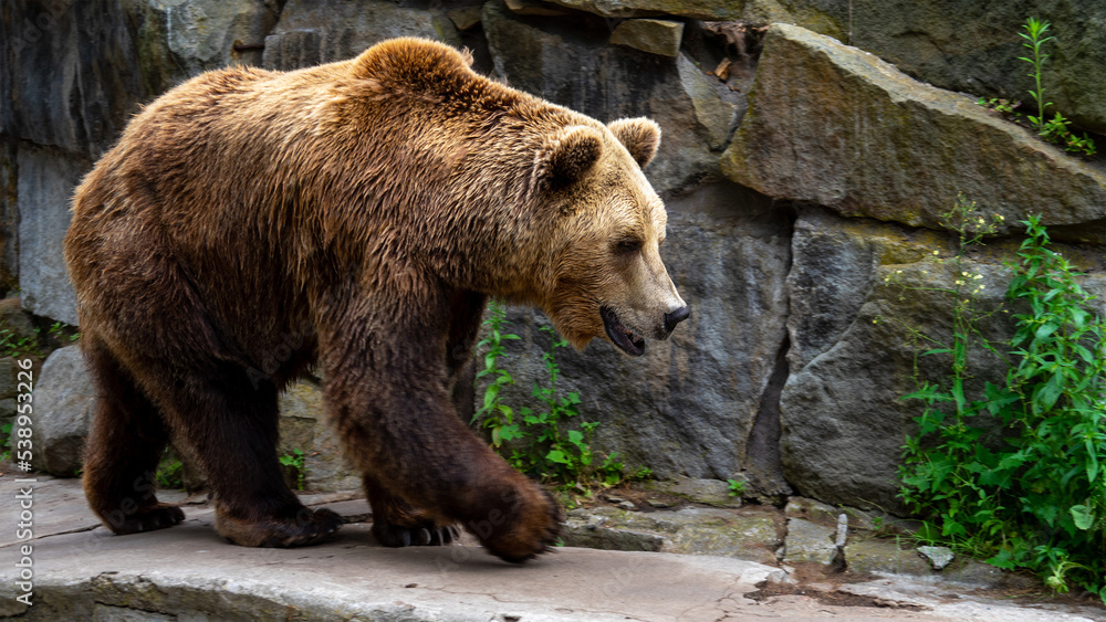 Obraz premium Brown bear or ursus walks on artificial stone wall. Predators in captivity, zoo or national park