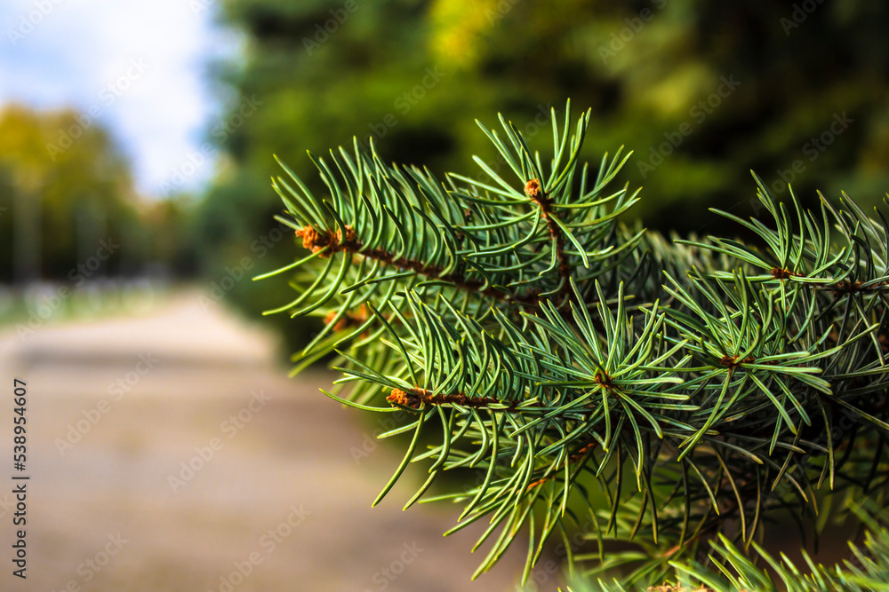 Green branches of a coniferous tree. Green branches of a coniferous tree.