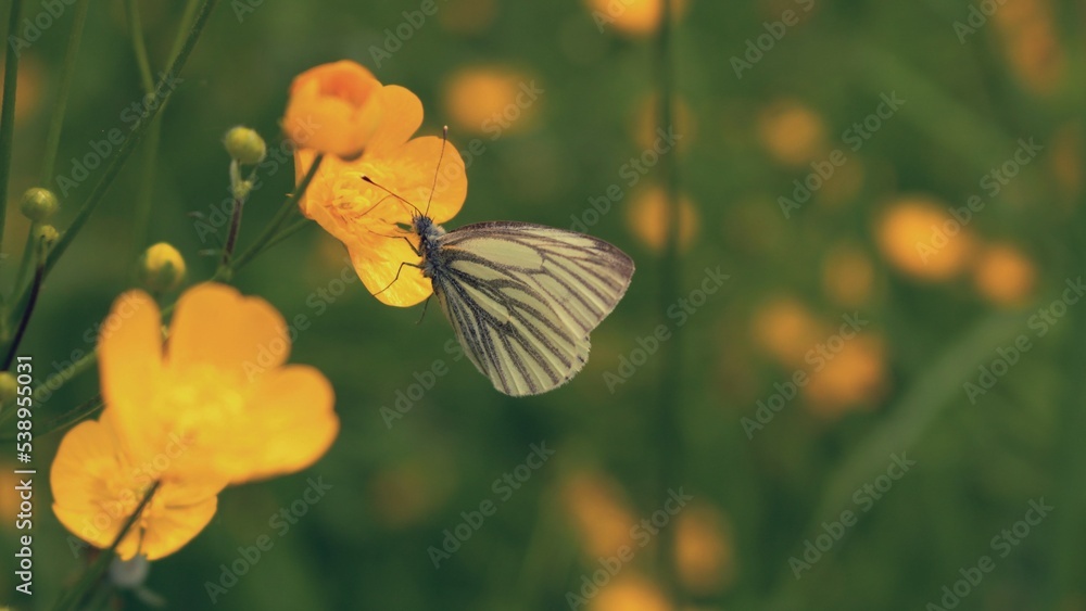 Weißer Schmetterling Weißer Schmetterling