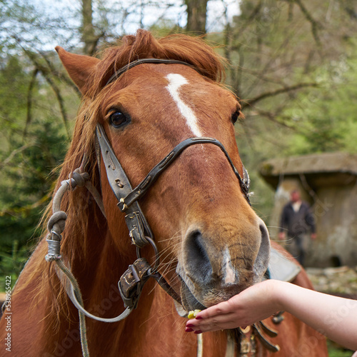 Female hand feeds a horse.