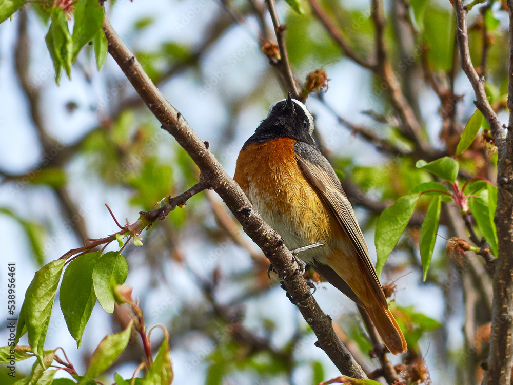 Redstart on a tree. Common redstart. Phoenicurus phoenicurus. Gartenrotschwänzchen. Redstart on a tree. Common redstart. Phoenicurus phoenicurus. Gartenrotschwänzchen.