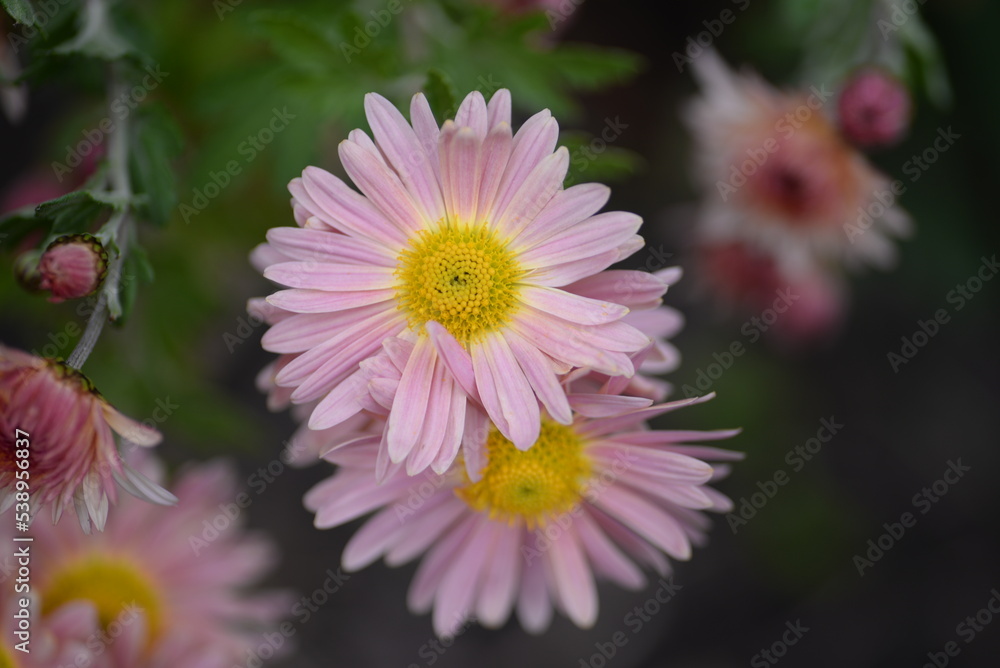 Obraz premium white fluffy daisies, chrysanthemum flowers on a green background Beautiful pink chrysanthemums close-up in aster Astra tall perennial, new english (morozko, morozets) texture gradient purple flower